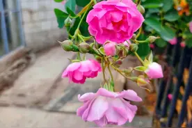 大连蔷薇季，你拍照了吗图片