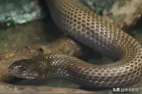 澳洲最大毒蛇，不惜撑死也要吞掉蟒蛇的恶霸——棕伊澳蛇图片
