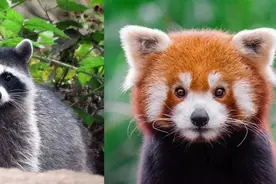 分不清小熊猫和小浣熊，导致了一场互联网“干脆面”之争图片