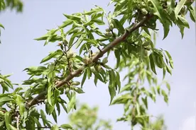 巴旦木适合在山东省栽吗？亩产量能达到多少？图片
