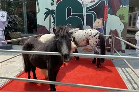 夏日萌喵大作战，康康谁是观复猫神画手？（内有福利）图片