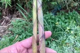 在这个季节，揭西有一种美食叫做大洋苦笋图片