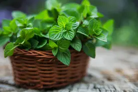 几块钱一盆的薄荷，竟然有这五大好处，难怪老中医喜欢养图片