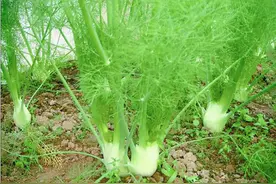 农村这种植物，会散发令人刺鼻的气味，殊不知它全身都是宝图片