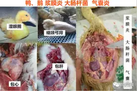 引起鸭摇头的常见病因及其防治方法图片