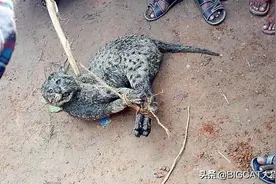 曾因擅长捕鱼而走红的小型猫科动物，却被人当成豹子遭到捕杀图片