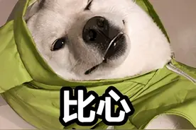 日本馋嘴柴犬入镜主人做的美食照片，把网友们都馋哭了图片