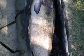 一百多斤！湖北一人工湖鱼王死亡浮出水面，网友：老死的吧？图片