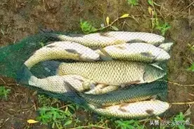 夏季串钩浮钓草鱼方法大全，玩串钩只会钓底？那真的落伍了图片