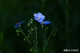 路边的野花不要采，静观其实更美丽图片