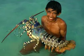 龙虾，不仅鲜美，而且吃肉吃到过瘾（美食做法，选购技巧，养殖）图片