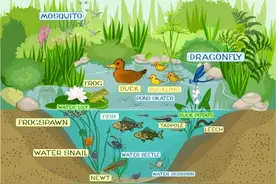 人工湖本来并没有鱼，时间久了鱼为什么会无缘无故地产生？图片