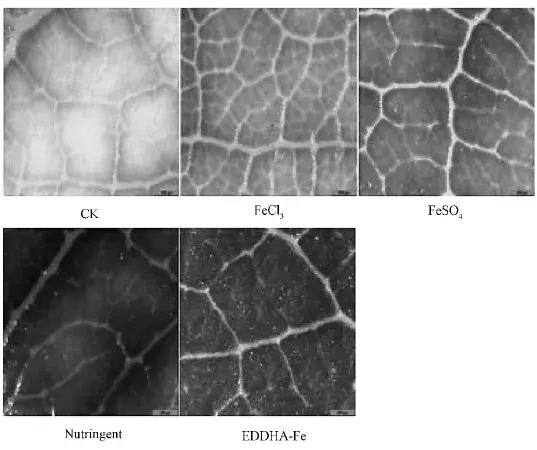 桃树总喜欢缺铁，补铁效果还很差，什么原因造成的？