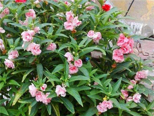 贝拉小蜜蜂草本身体乳