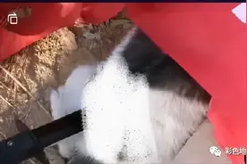 兰州初中生持刀虐杀小奶狗取乐！你还觉得虐待动物无所谓吗？图片