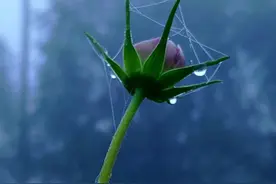 笔来，“沐浴虚伪”图片