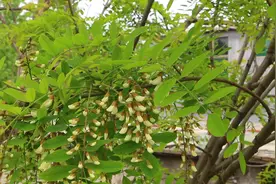 还记得小时候爬树摘槐花吗？物资匮乏的年代感觉吃什么都是香的图片