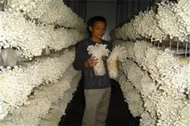 金针菇空调房周年栽培法，栽培技术分享，希望能够帮助你图片