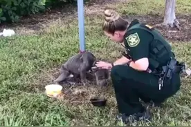 狗狗遭绑电线杆弃养，看见女警“伸手求救”，瘦到皮包骨惹人疼图片