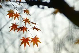 散文：遇见秋天，希望遇见的都是美好图片