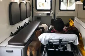 两忠犬坚持陪主人上救护车，急诊室门外守一晚不敢睡，好暖图片