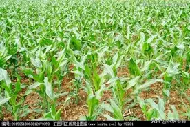 种植玉米是“密”了高产？还是“稀”了高产？我来告诉你！图片