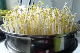才知道，原来发豆芽这么简单，3天就能吃，脆嫩爽口，省钱还实用图片