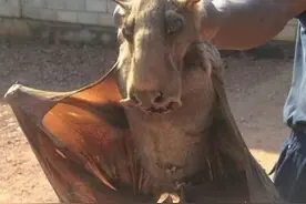 “马面果蝠”、“猪鼻蝙蝠”！盘点世界上10种奇特的蝙蝠图片