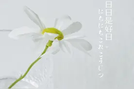 今天份摄影｜玻璃杯与小白菊图片