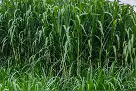 增润草养牛一个月可长30斤肉，产量高，亩产达30吨，收割8-10次图片