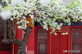 朱光潜：真正的美极为柔弱，却不可征服图片