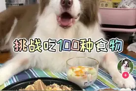 大胃王吃播凉了，有人却转向了宠物吃播图片