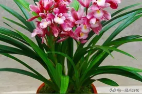 此款兰花花色艳丽，香味浓郁，是阳台盆栽佳品，喜欢兰花别错过图片