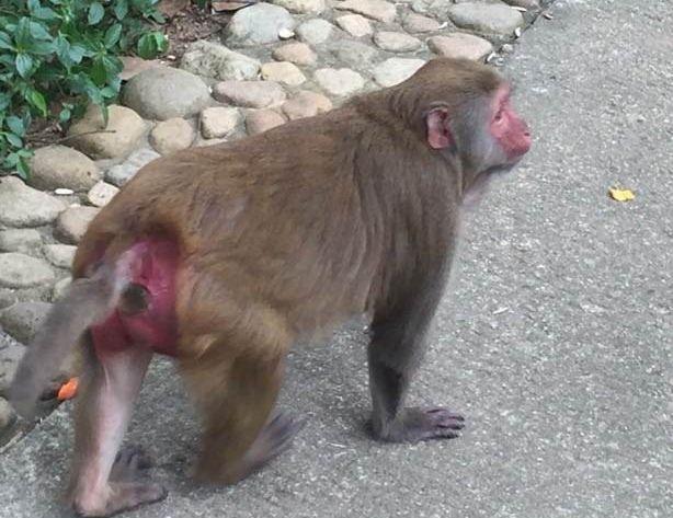 和它们的这个习惯有关,发情期会更红