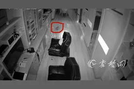 「十堰」超市来了“贼”？半夜乱窜还偷吃食物 野保站：可烟熏驱赶图片