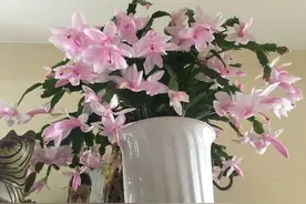 蟹爪兰“半死不活”蔫蔫的？3个技巧，叶片杠杠厚，冬天又开花图片