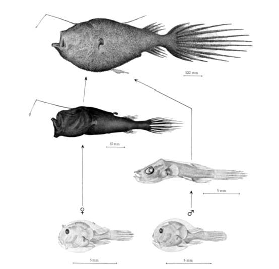 这才是真「合体」,雄鮟鱇鱼为交配,将丁丁安在雌鱼身上
