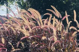 女人孤独到老真的很惨吗？68岁阿姨坦言：活好当下，提前找好归宿图片