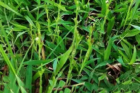 被称为“圣草”的独脚金，价贵时每斤曾达1500元，为啥不栽培图片