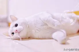 小黑猫卡头火上人民日报：弱小无助且生无可恋…图片