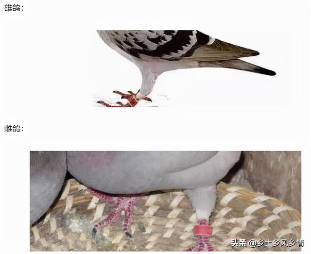 鸽子分公母的简单方法，只需看这三点，一眼就能分辨出来