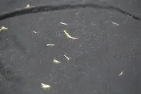 衣服粘毛不用买滚刷，教你一个小技巧，轻松去除毛絮，省钱又省事图片