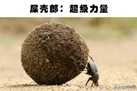 拥有“超能力”的动物：以人类角度来看，拥有超能力的10种动物图片