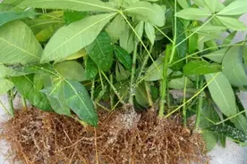 发财树扦插的简单方法，小花匠已经试了很多次了，成活率很高图片