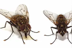 苍蝇不吸血，不吃肉，为什么总喜欢在人身上爬来爬去呢？图片