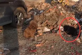 泰迪守护同伴遗体2天，寸步不离，狗狗满脸哀伤让人心酸图片