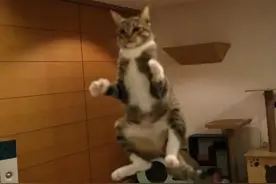 猫：我这一jio踩下去，比父爱都如山图片