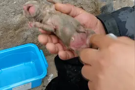 河南：两只新生小奶狗被丢在垃圾堆旁的水坑里，狗狗：谁来救救我图片