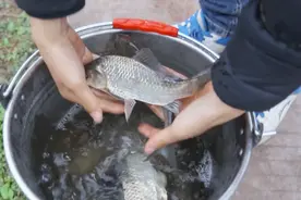 四川农村小伙去堰塘钓鱼，运气不好跑了好几条，同伴钓了6条鲫鱼视频封面