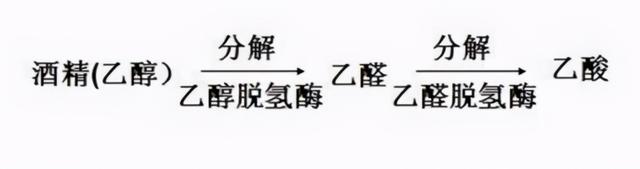 如何做到千杯不醉？医生说，要明白这个，先明白喝酒为什么脸红